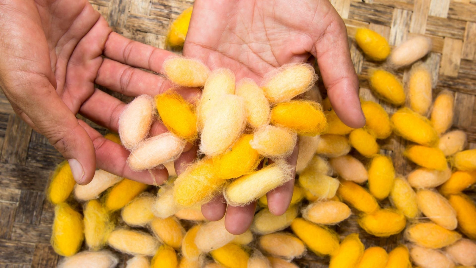 Hands holding yellow silk  coccoons